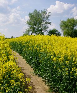 Zmarznięty rzepak na zdjęciach od rolników. Pytamy o skutki przymrozków