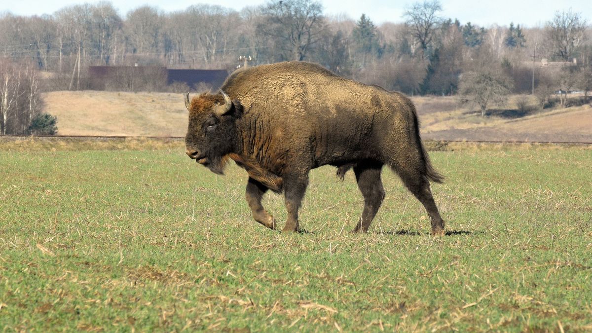 Tragiczny finał transportu żubra w Polsce