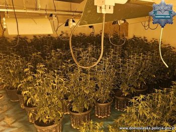 Kamienna Góra: Wielka akcja policji. Zlikwidowane kilka plantacji konopi, do sprawy zatrzymany siedmiu mężczyzn