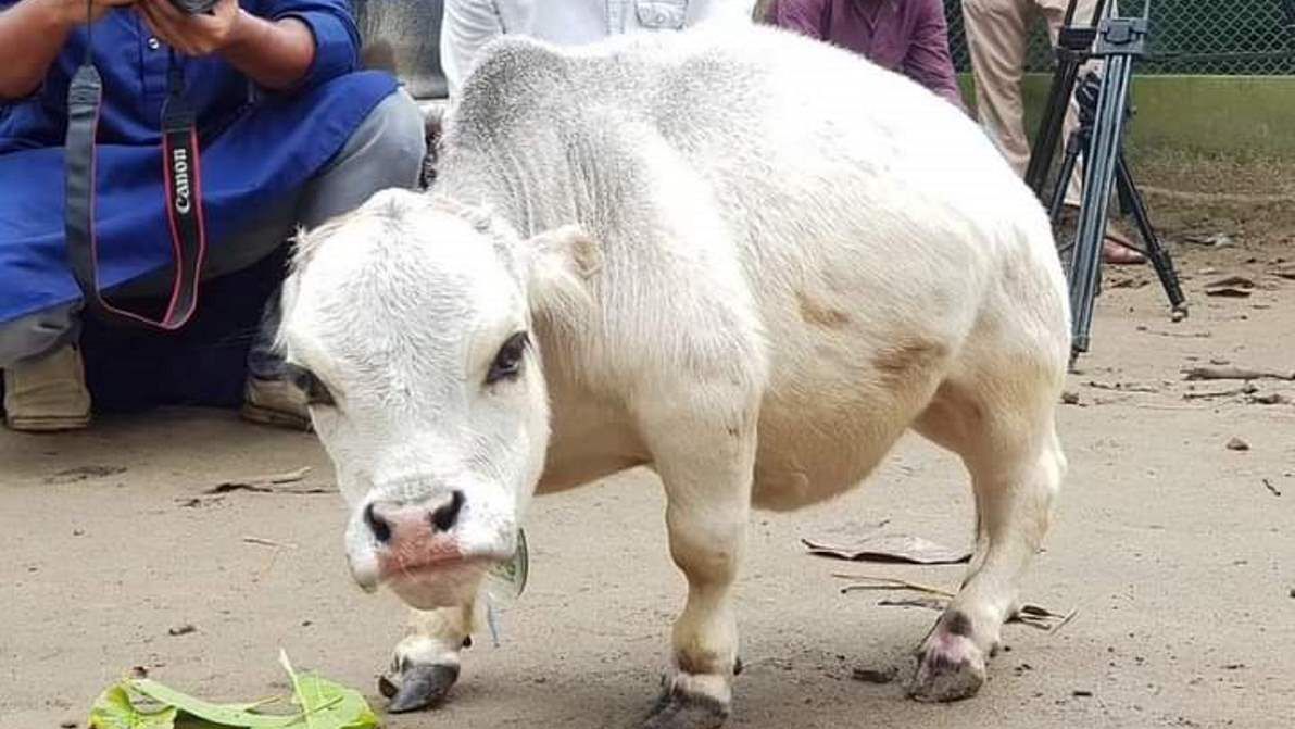 Prawdopodobnie najmniejsza krowa na świecie