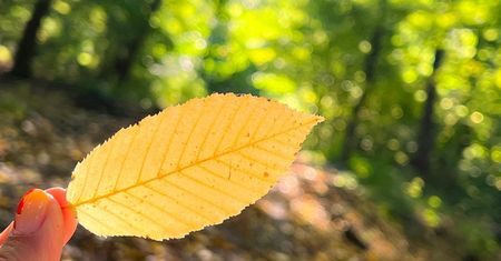 Prognoza na 16 dni. Taki będzie początek października