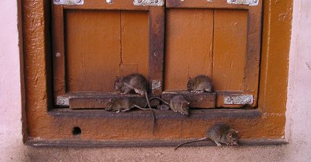 Plaga szczurów w Lublinie. Zaczynają wchodzić do domów