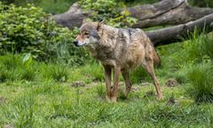 18 martwych wilków. Włoskie władze podejrzewają otrucie