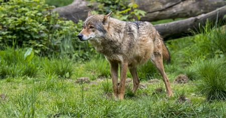 18 martwych wilków. Włoskie władze podejrzewają otrucie