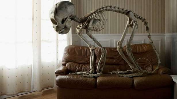 Domy pełne zwierzęcych szkieletów - nietypowe fotografie Marca da Cunha Lopesa 1