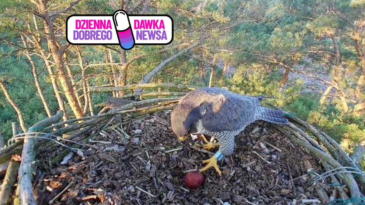 Pierwsze sokole jajo w Nadleśnictwie Żmigród