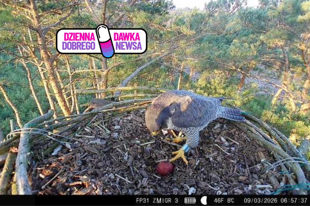 Radość w lesie. Leśnicy zajrzeli do gniazda. "Już mamy!"