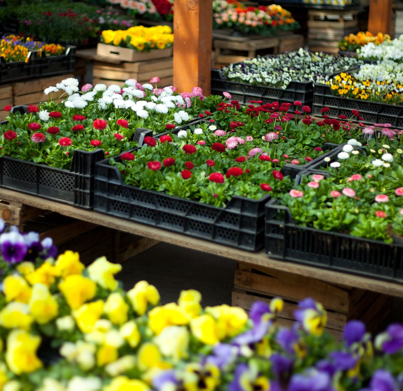 Stosujesz opryski na rośliny? Zanim kupisz, musisz sprawdź tę stronę