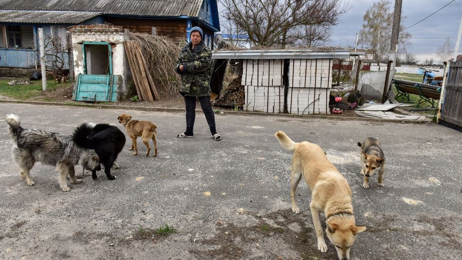 Pomoc zwierzętom podczas wojny w Ukrainie 