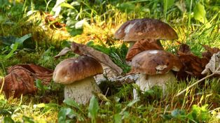 Grzybowe szaleństwo w Świętokrzyskiem trwa w najlepsze. Z lasów wynoszą borowiki, koźlarze, rydze i kanie! Jak oni to robią? Gdzie zbierają?