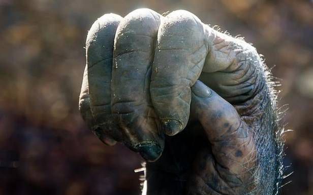 Dłoń szympansa