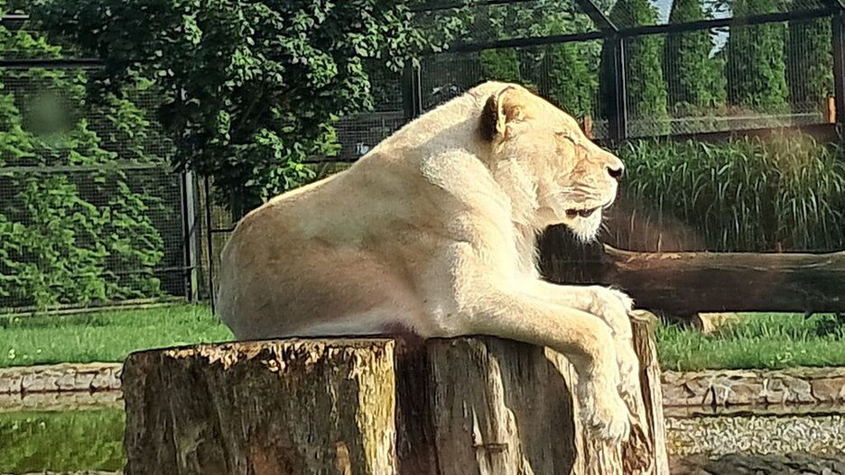 Biała lwica, zoo Borysew