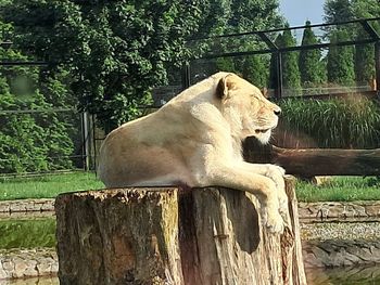 Zoo Borysew zostało partnerem Sieradzkiej Karty Mieszkańca. Dzięki temu jej posiadacze mogą odwiedzić ogród koło Poddębic taniej