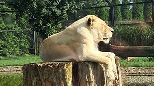 Zoo Borysew zostało partnerem Sieradzkiej Karty Mieszkańca. Dzięki temu jej posiadacze mogą odwiedzić ogród koło Poddębic taniej