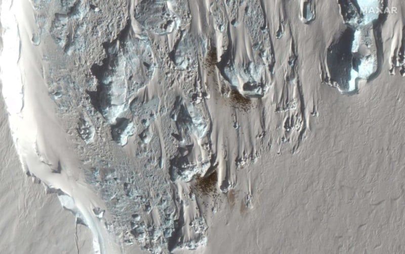 Zdjęcie z satelity Maxar WorldView-3 pokazujące ślady po kolonii pingwinów.
