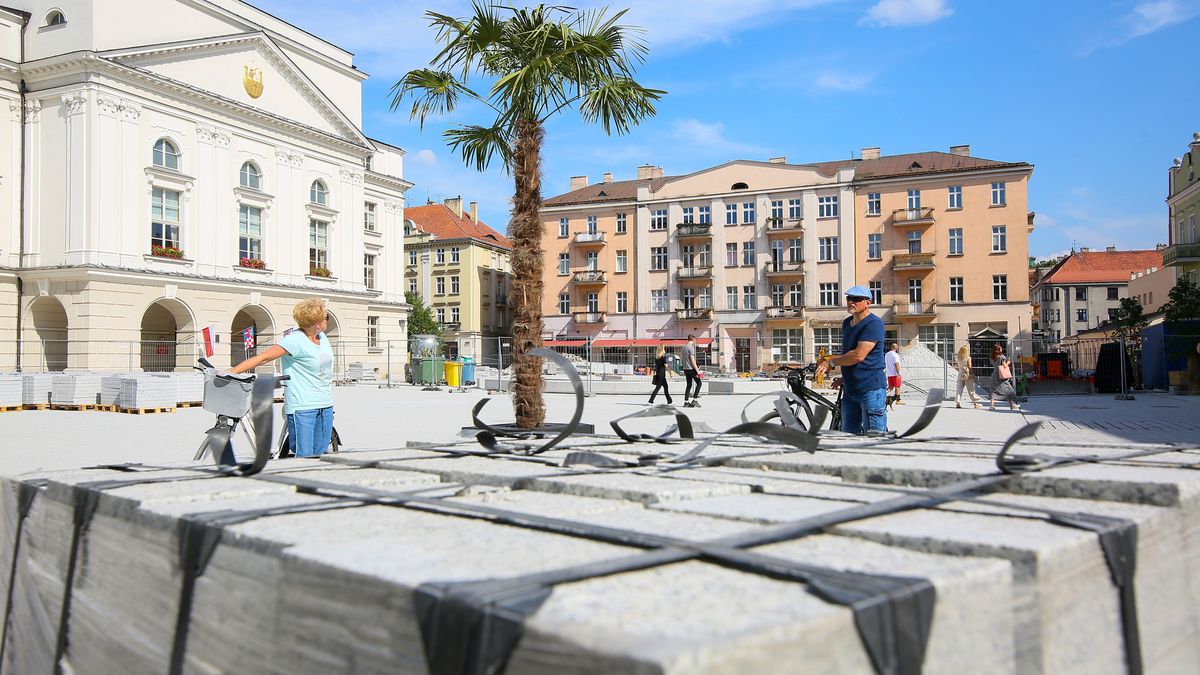 palmaTomasz Wojtasikbeton, drzewo, Kalisz, miasto, ozdoba, palma, rynek, rynek g��wny, �ywa