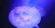 Meduza - charakterystyka, występowanie, budowa, żywienie, oparzenia