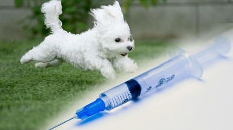 Szczeniak w domu? - pamiętaj o szczepieniach! 1