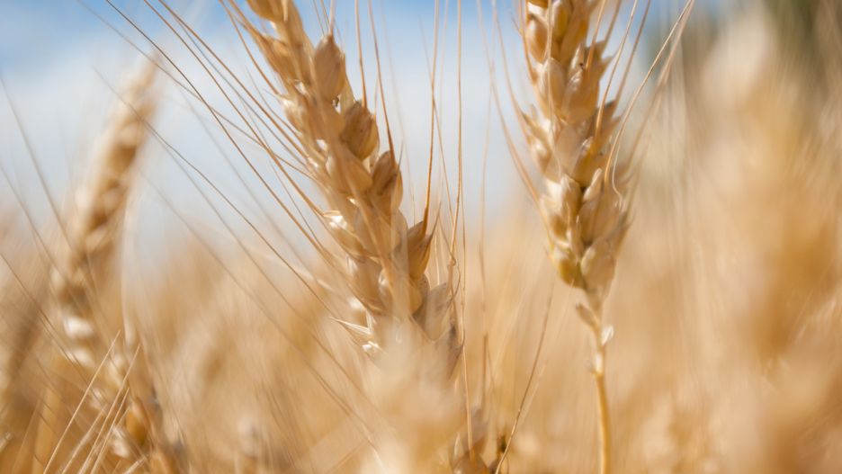 Komisja Europejska chce wprowadzić zakaz importu zboża z Ukrainy dla pięciu państw