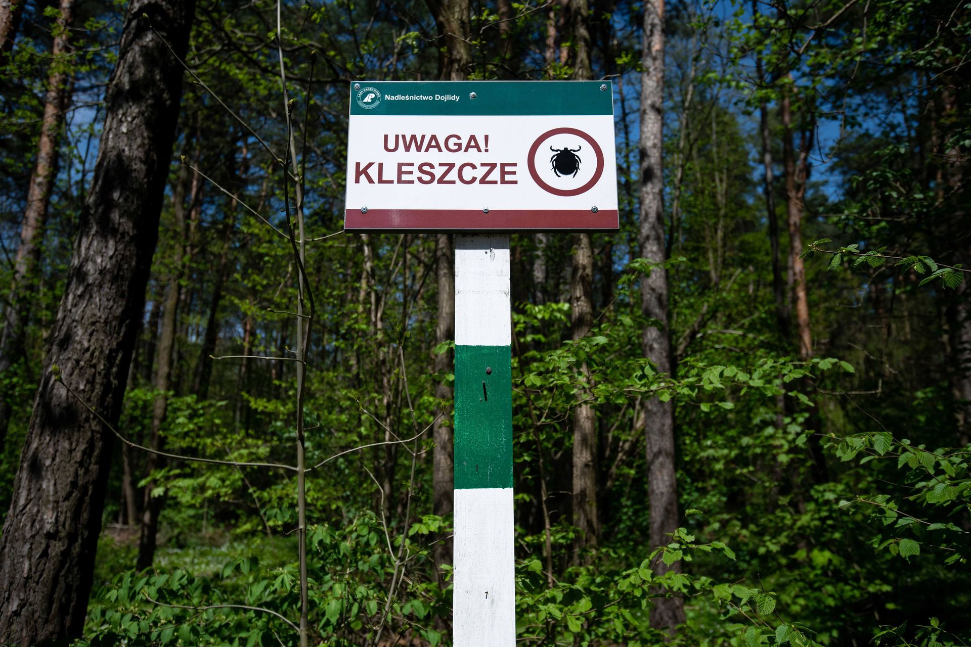 Niebezpieczne kleszcze już w Polsce. "Biegną do człowieka"