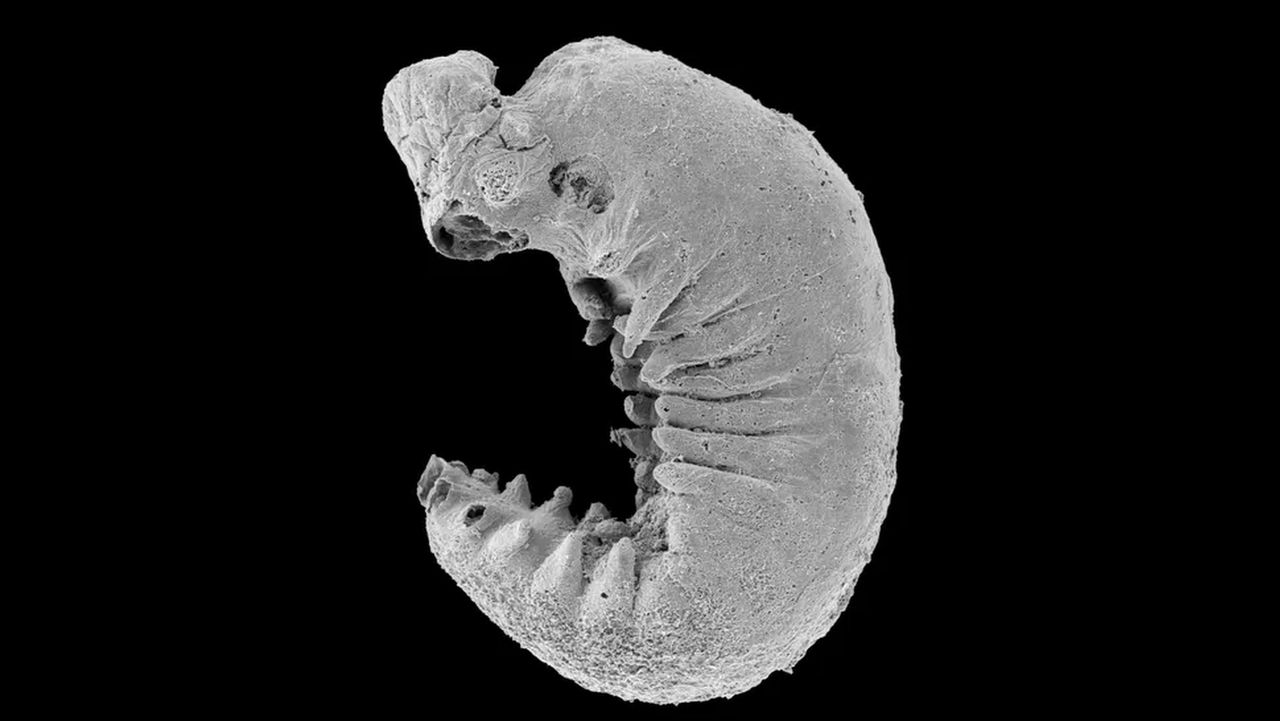 Discovery of ancient arthropod larva sheds light on brain evolution