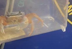 Mieszkanka Warszawy słyszała dziwne odgłosy. Okazało się, że to... krab