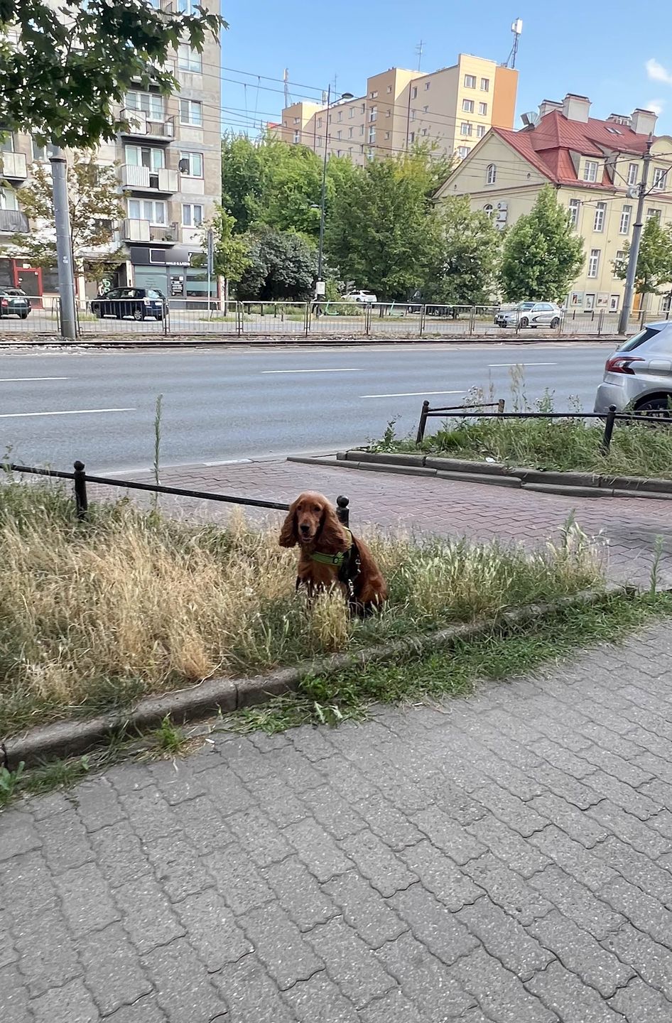 Monika Richardson na mieście z psem