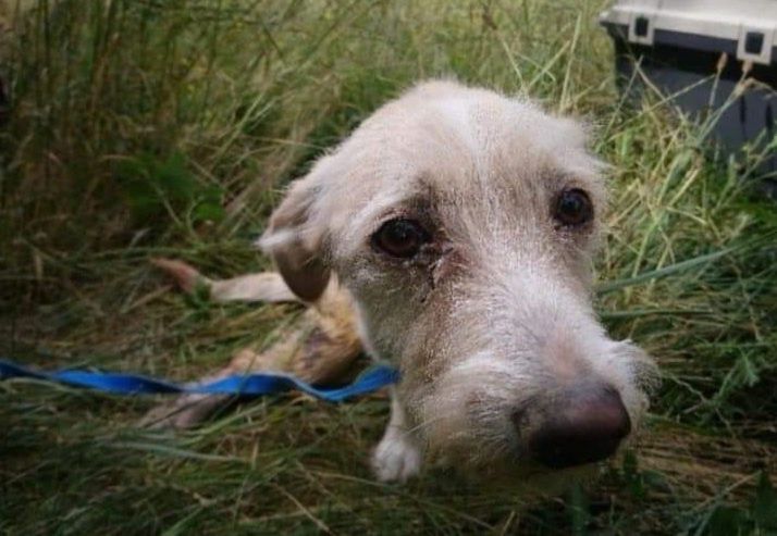 Pies zakopany żywcem w ziemi, zwierzę nie przeżyło. Trwają poszukiwania właścicielki