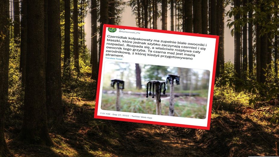 Tak wygląda czernidłak kołpakowaty 