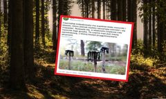 Zobacz, co stało się z tym grzybem. "Rozpłynął się"