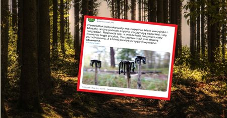 Zobacz, co stało się z tym grzybem. "Rozpłynął się"