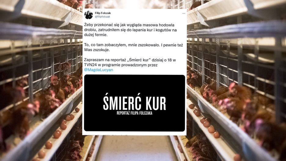 "Śmierć kur". Szokujący materiał na temat hodowli przemysłowej 