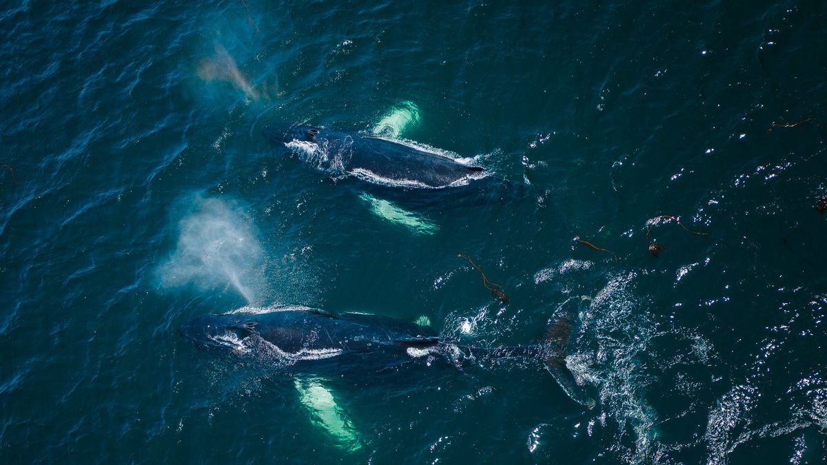 Zdjęcia z drona pokazują dziesiątki humbaków o wybrzeży Nowej Fundlandii 1