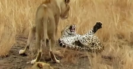 Jest przewodniczką safari. Takiej sceny nigdy nie widziała