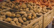 Ziemniaki zalegają w magazynach, a ceny spadają. Jest plan ratunkowy dla rolników