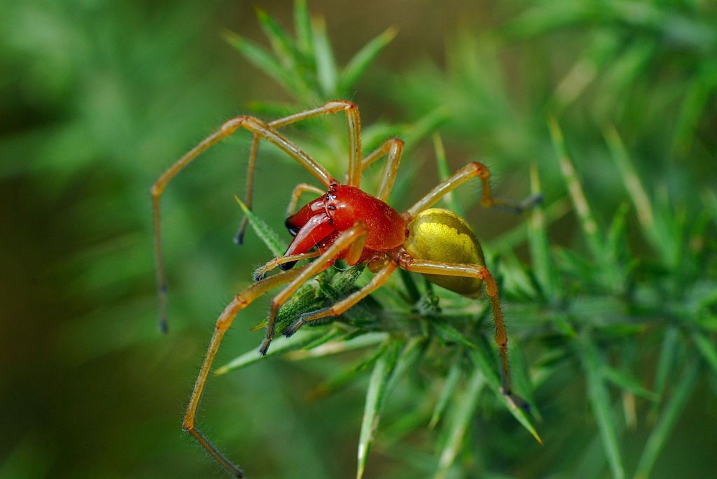 Niebezpieczny pająk, kolczak zbrojny w Polsce. Jakie są objawy ukąszenia?