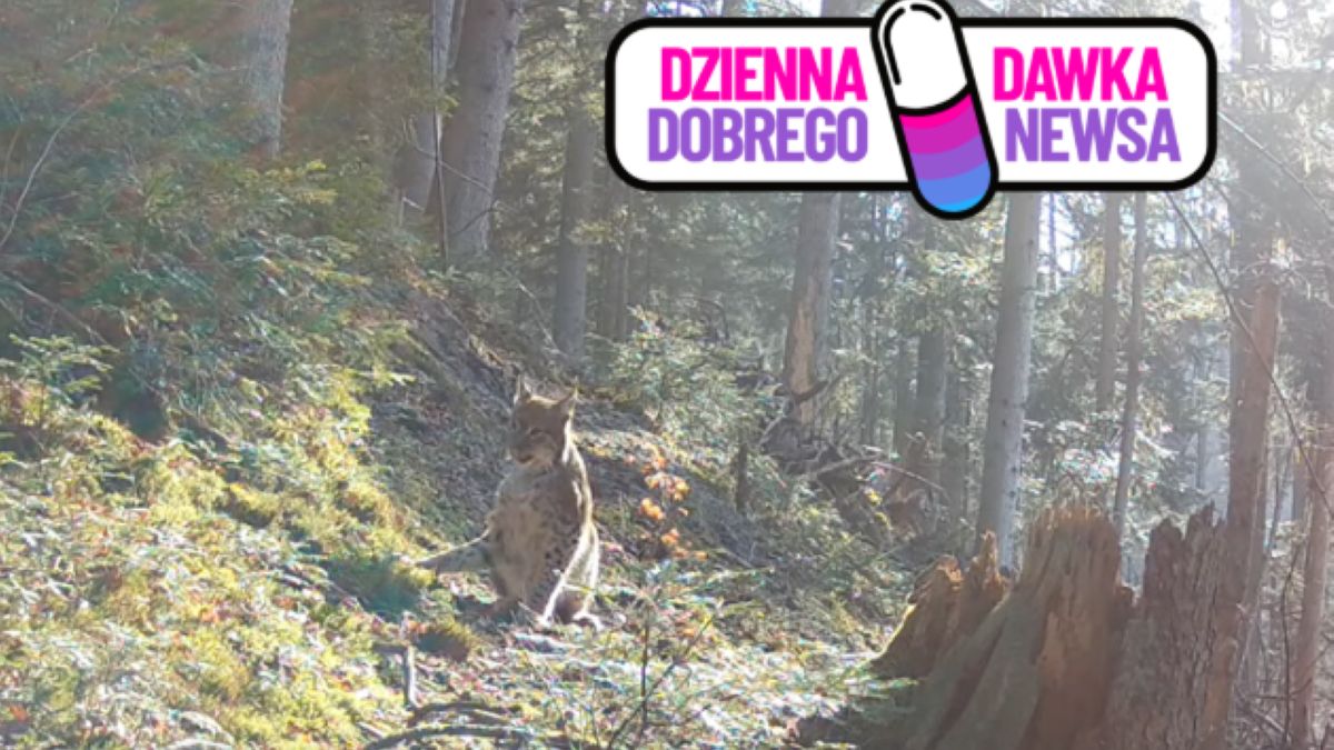 Kamery uchwyciły "leśnego ducha Roztocza"