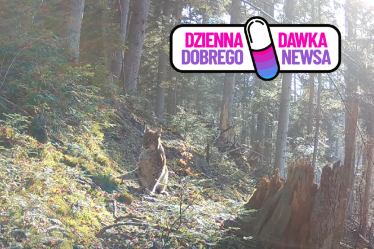 "Leśny duch Roztocza". Uchwyciły go kamery