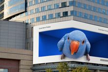 Papużka Erste Bank Polska w trójwymiarowej reklamie