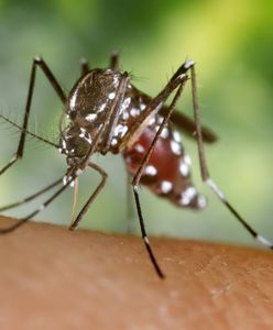 Do Polski nadciąga groźny komar tygrysi. Skutki mogą być tragiczne
