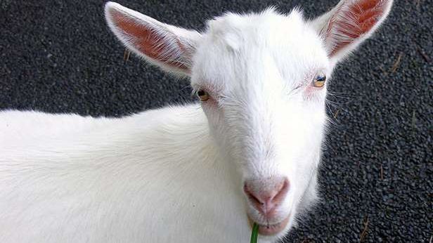 Twórca Facebooka je tylko mięso zwierząt, które sam zabił. Zwariował? 1