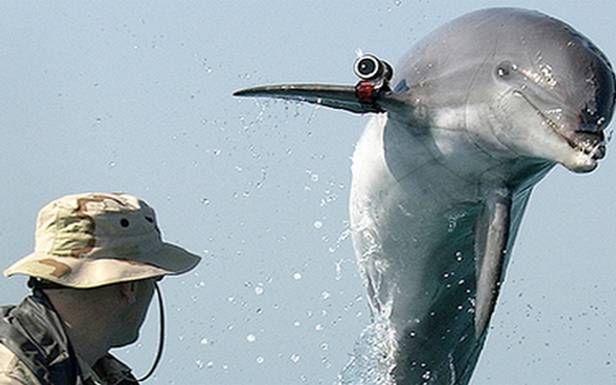 Delfin z kamerą