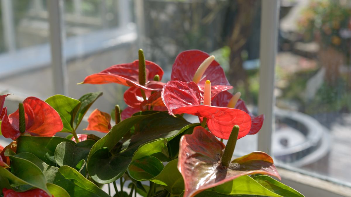 Jak pielęgnować anturium? 