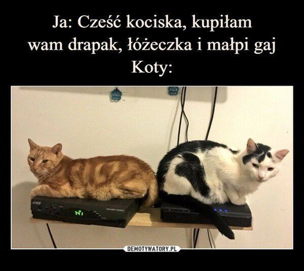 Memy na Dzień Kota