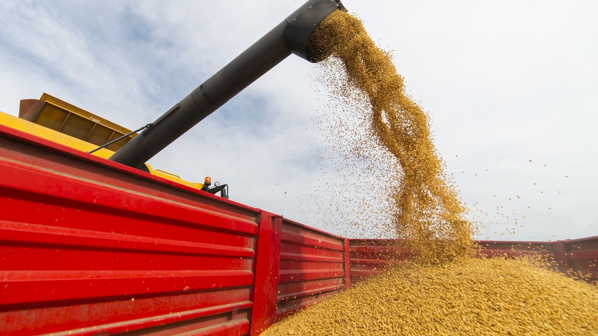 Soja i śrut sojowy z Ameryki Południowej trafia do Europy