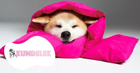 #AdoptujŚwiadomie. Szukamy domu dla uratowanego z pseudohodowli Sibu!