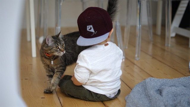 Koty i dzieci na pewno znajdą wiele wspólnych zainteresowań.