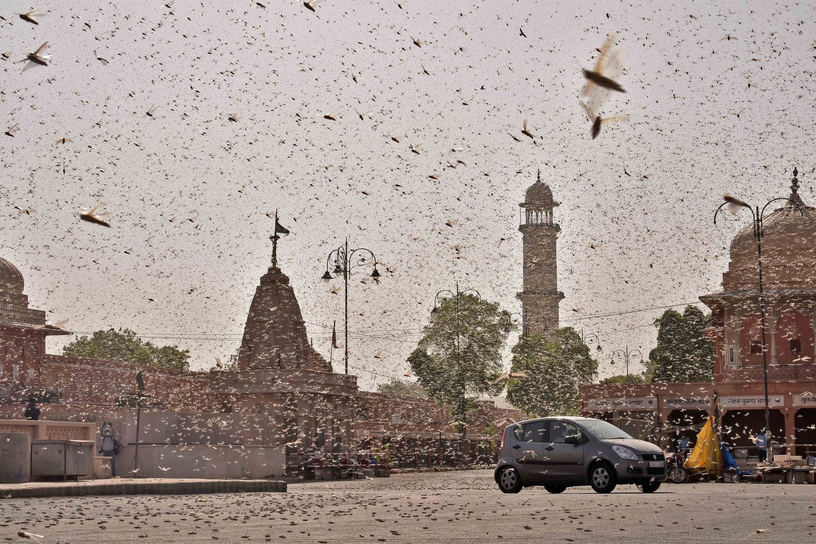 Szarańcza w mieście Dźajpur. Do walki z owadami posłano drony.
