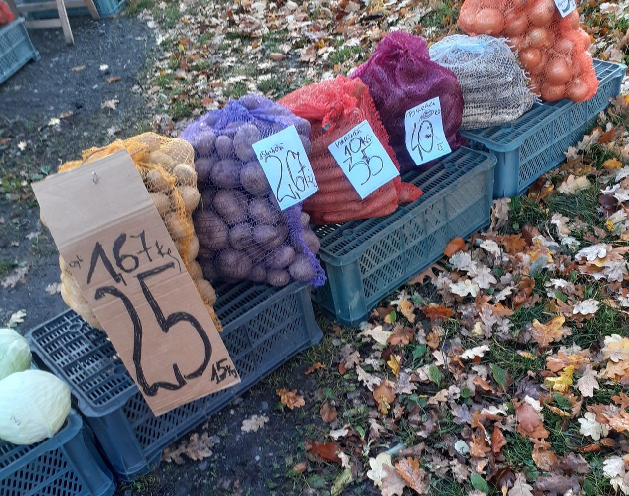 Pani Beata zaprasza na samozbiory ziemniaków. W najbliższą niedzielę