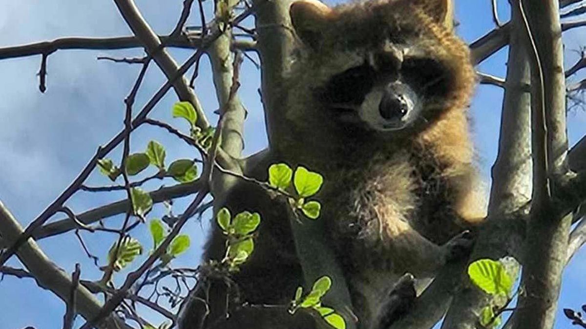 Szop pracz utknął na drzewie. Na pomoc ruszyli strażacy